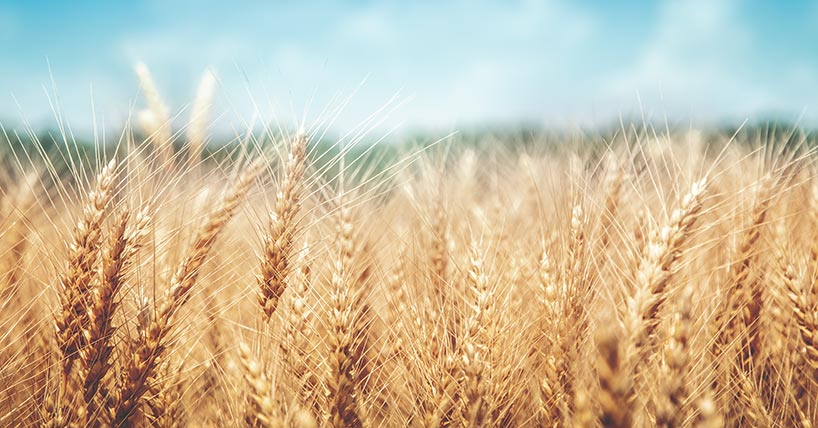 Ripe Golden Wheat Ripe Golden Wheat